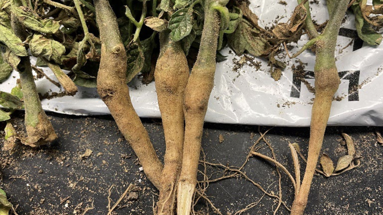 Root Inhibitor Herbicide Injury in Tomatoes