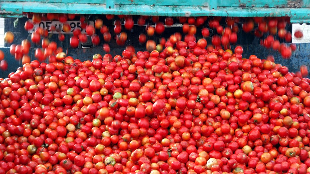 Fresno County Leads Nation in Processing Tomato Production (May California Forecast)