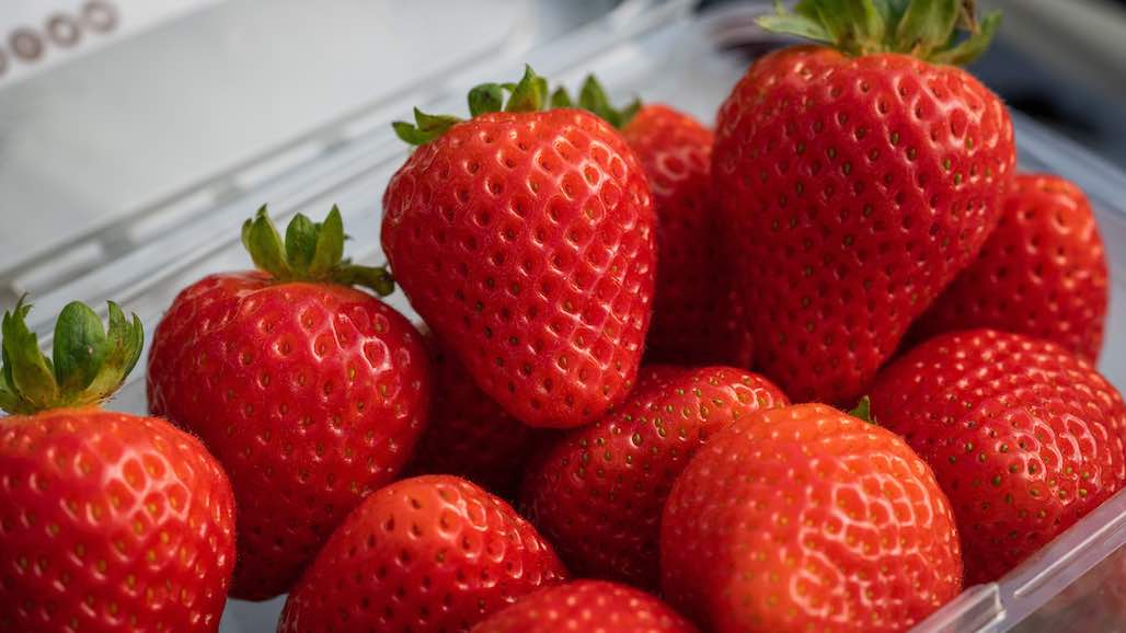 New UC Study Estimates Costs for Growing Coastal Organic Strawberries