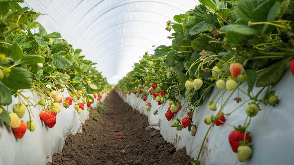 UC Davis Ends Strawberry Licensing Agreements with Eurosemillas