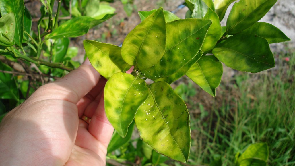 HLB Funding Prioritized in Farm Bill Proposal