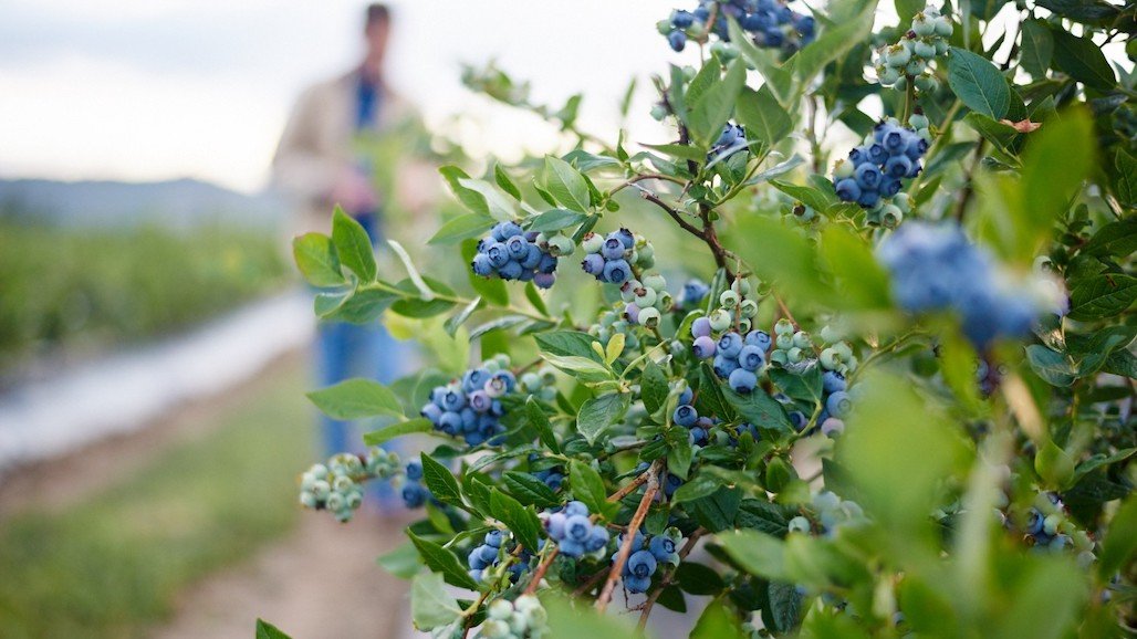 Blueberries Declared Official Fruit of Major League Pickleball