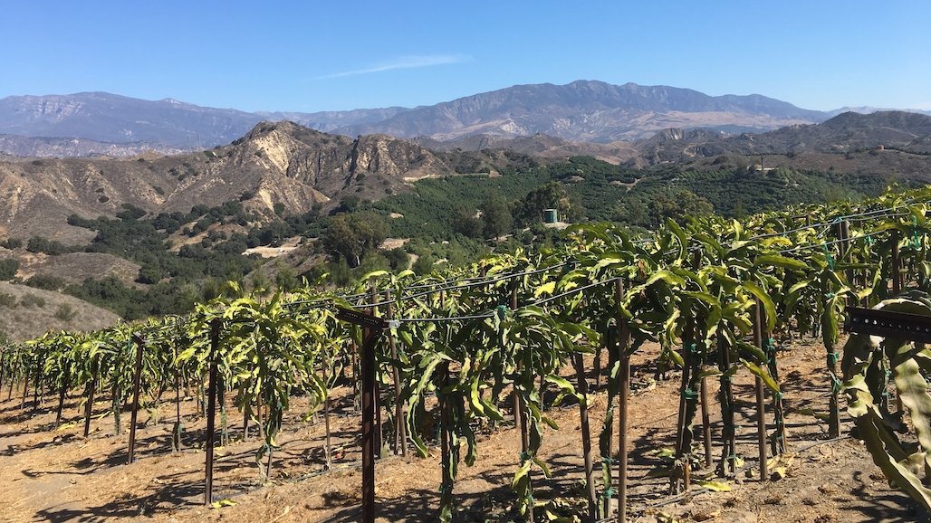 Dragon Fruit Grower Workshop, July 17-18