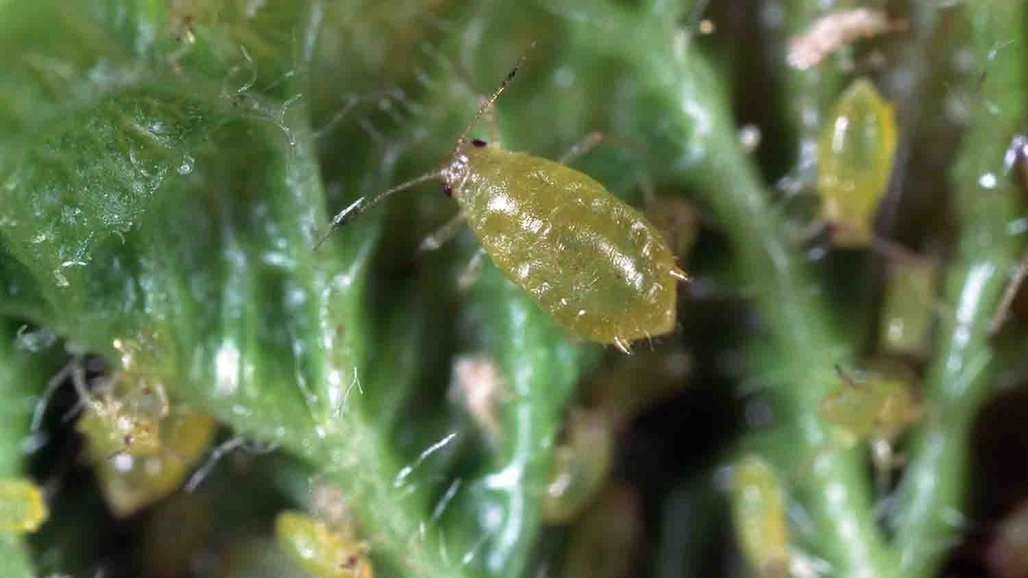 Managing Aphids in California Prune Orchards