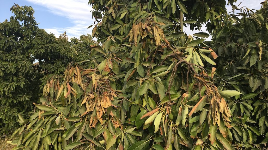 Avocados Get Hot — 4 Things to Consider Next