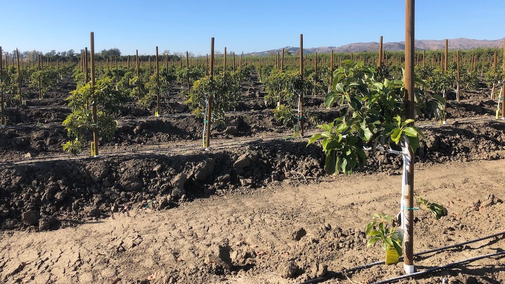 Rely® 280 Herbicide Available for Use in California Avocado Groves