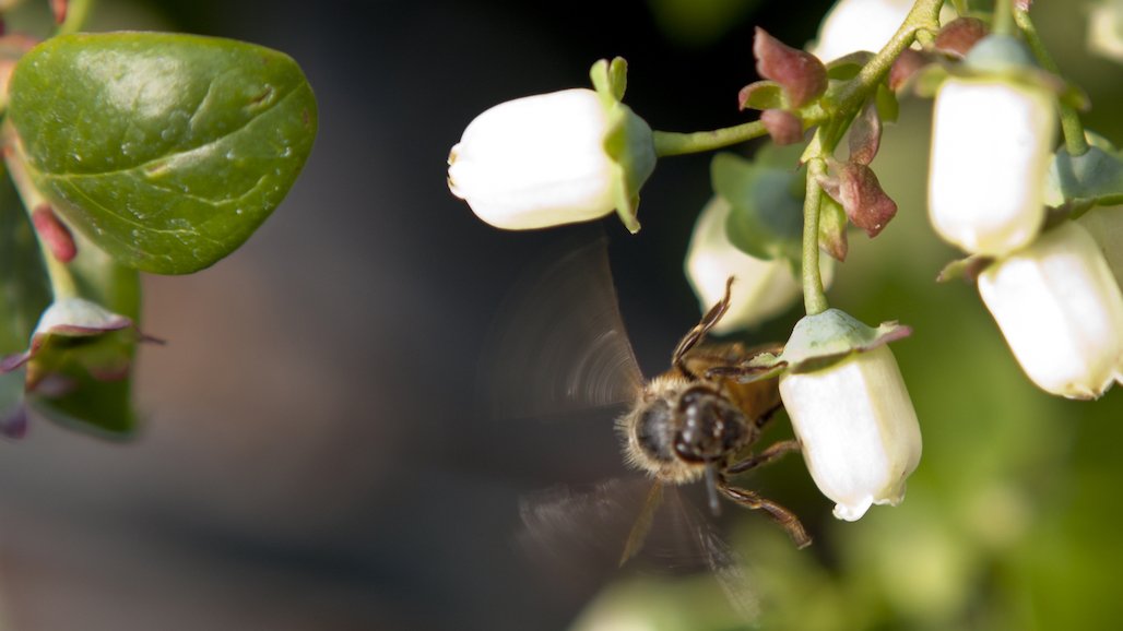 Transplanted Bees Help Blueberry Fields Flourish