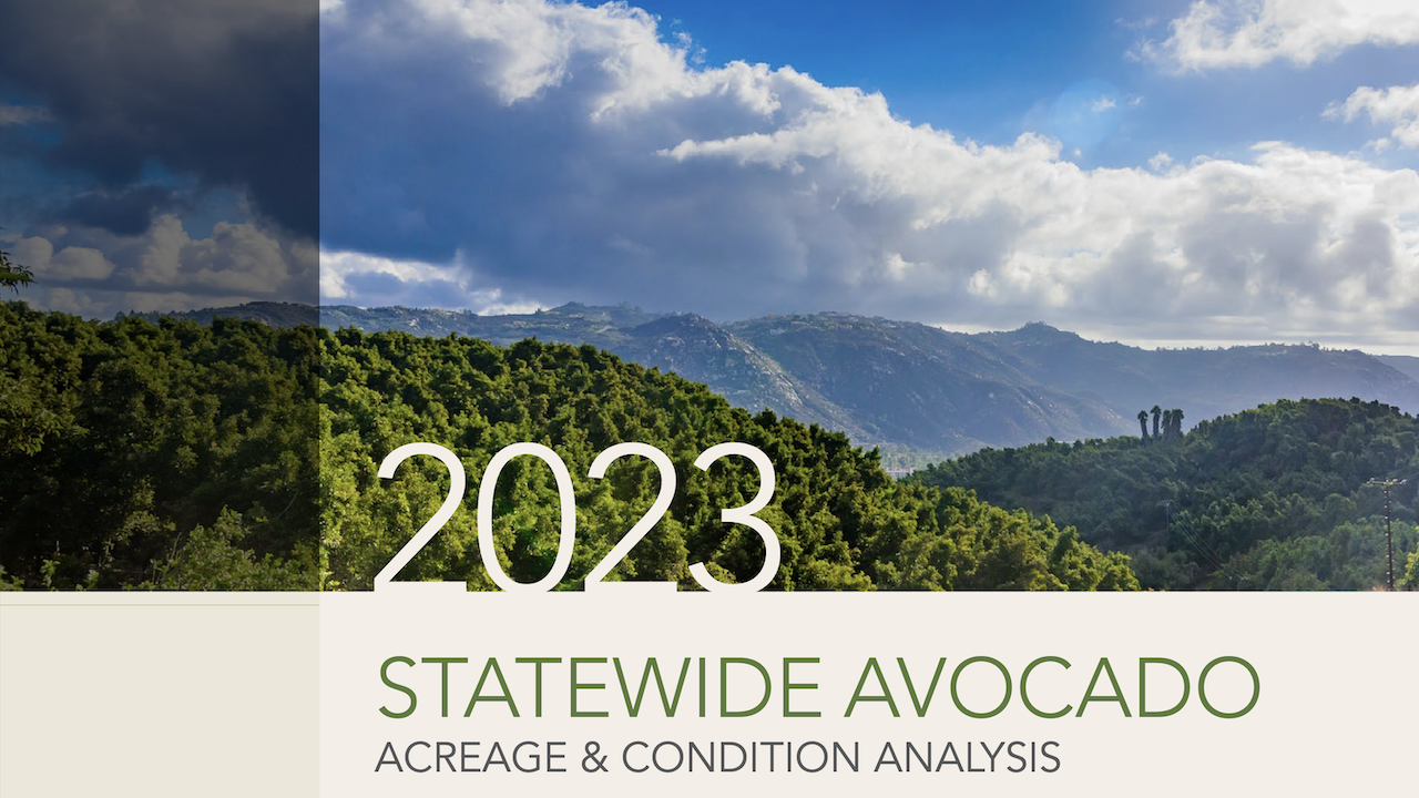 California Avocado Acreage Increases, 2023 Report Available