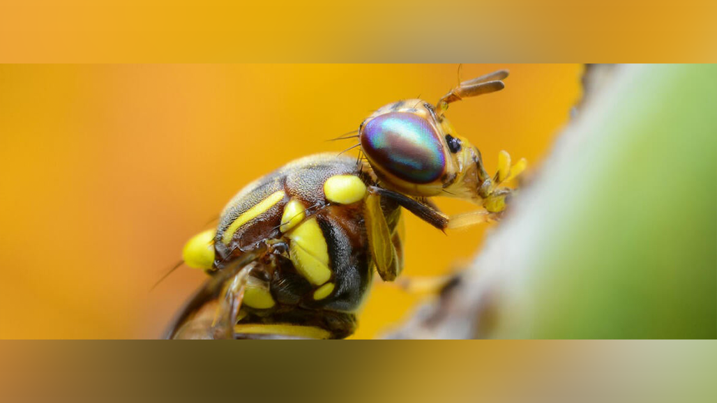 Fruit Fly Quarantines Lifted in Contra Costa & Los Angeles Counties