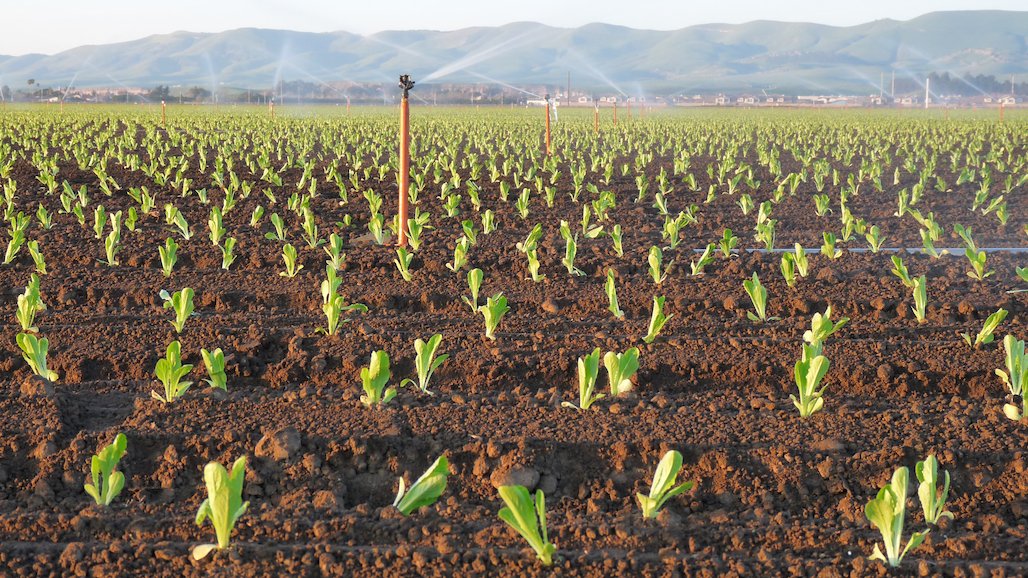 Economic Analysis Reveals Significant Impacts of Pesticide Policies on California Lettuce Production