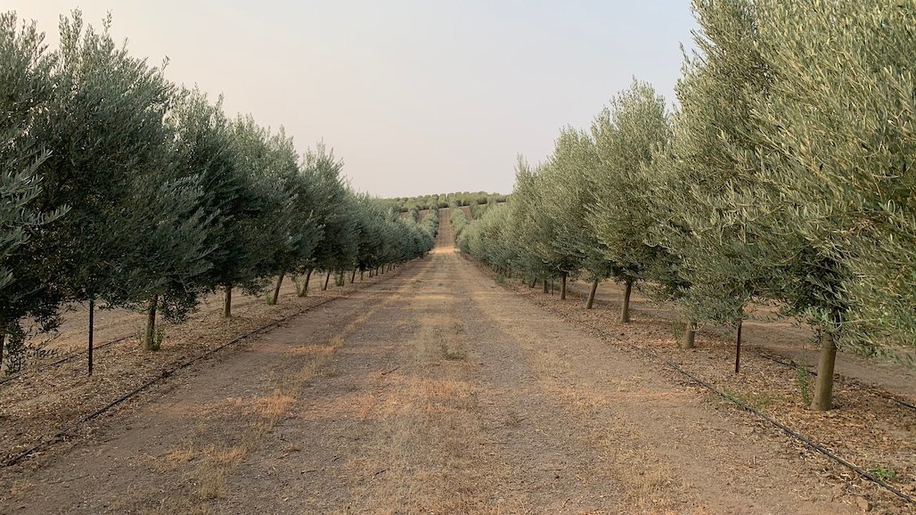 UC ANR Publishes First-Ever Olive Production for Oil Manual