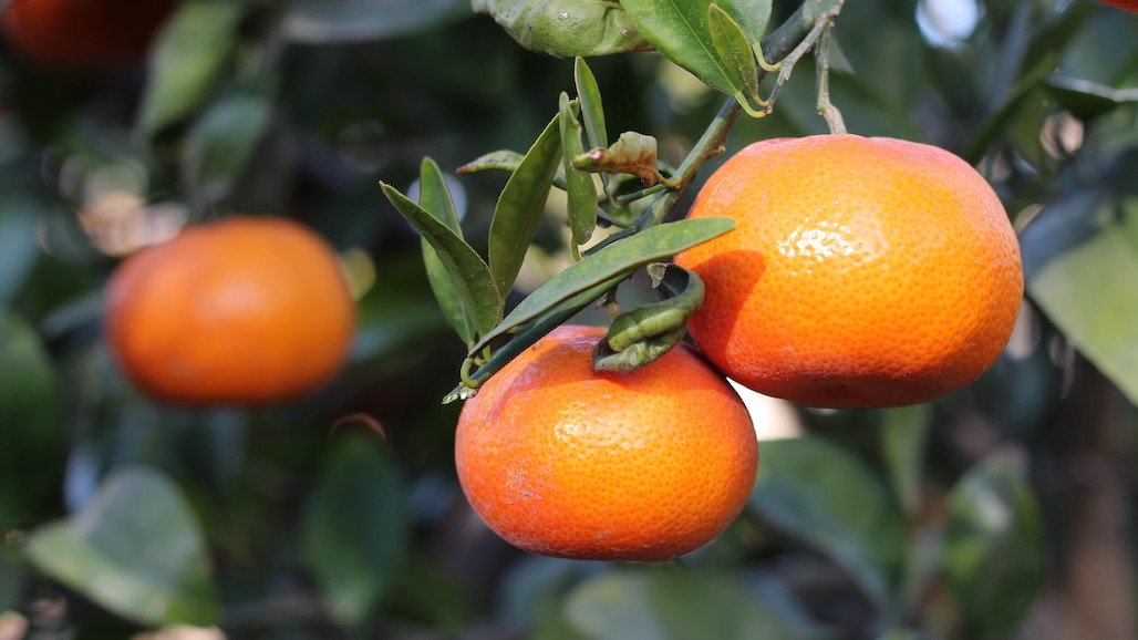 UCANR Fall Citrus Grower Meeting, Oct. 9