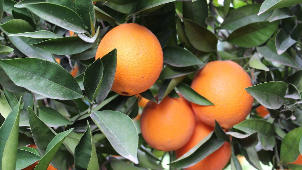 California Navel Orange Forecast Up from Last Year