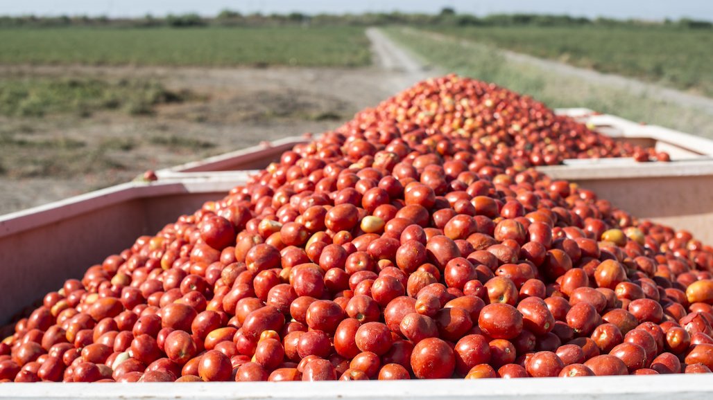 Extensive Heat Waves Influence Drop in 2024 California Processing Tomato Forecast