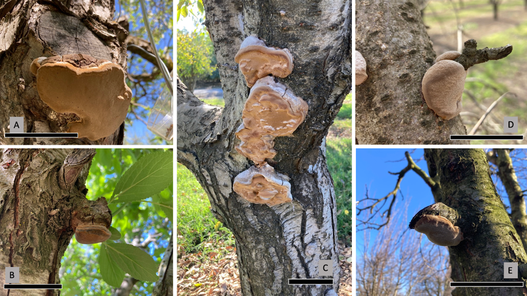Phellinus Wood Rot, or “Why do my Prune Trees Blow up at Harvest?”