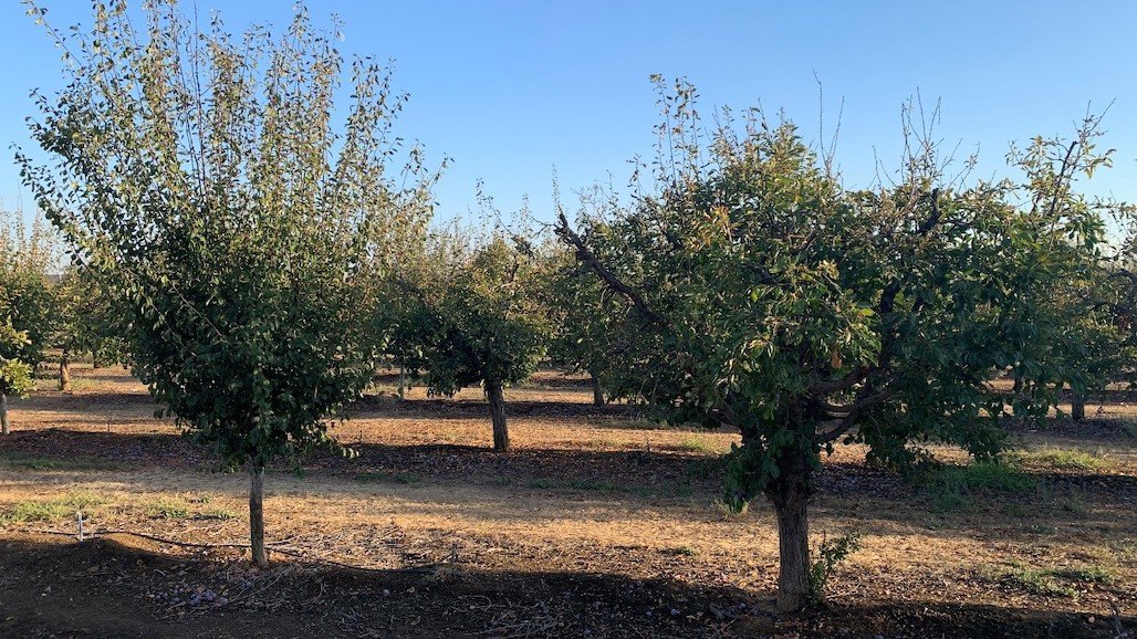 What Are You Doing For Your Orchard’s Financial Longevity?