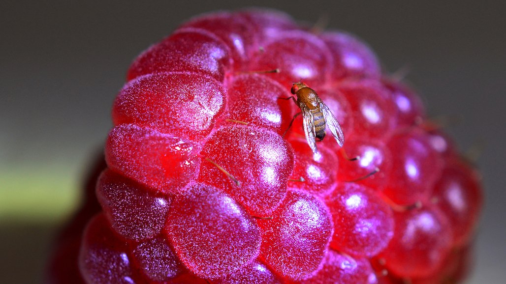 UC Davis Researchers Target Spotted-Wing Drosophila and its Threat Against California Berries