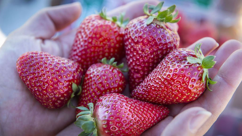 UC Davis Enters New International Strawberry Licensing Agreements